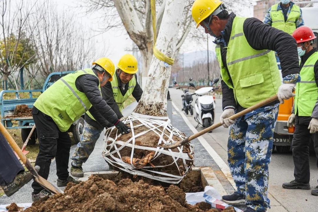 园林绿化养护补植行道树